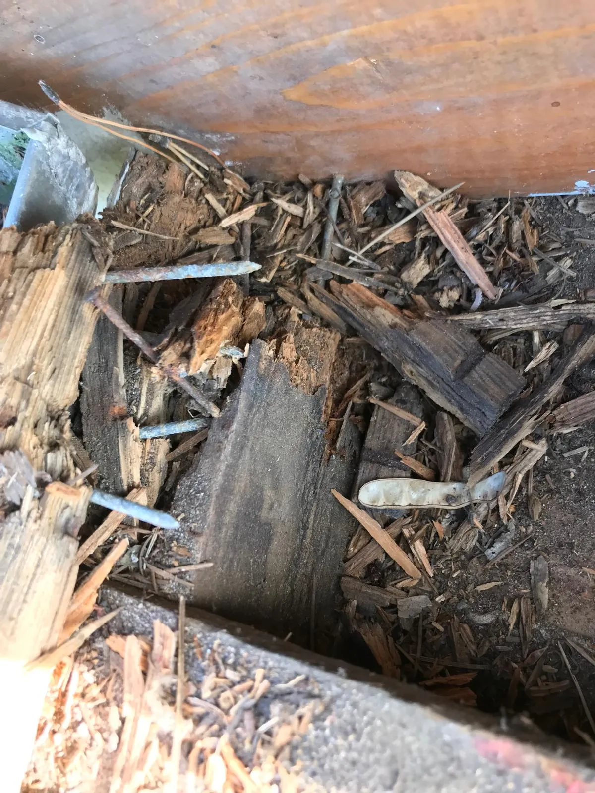 Détail d'une charpente en bois pourri avec clous rouillés constaté lors d'un diagnostic de toiture par Muller Toiture, couvreur charpentier dans l'Est lyonnais